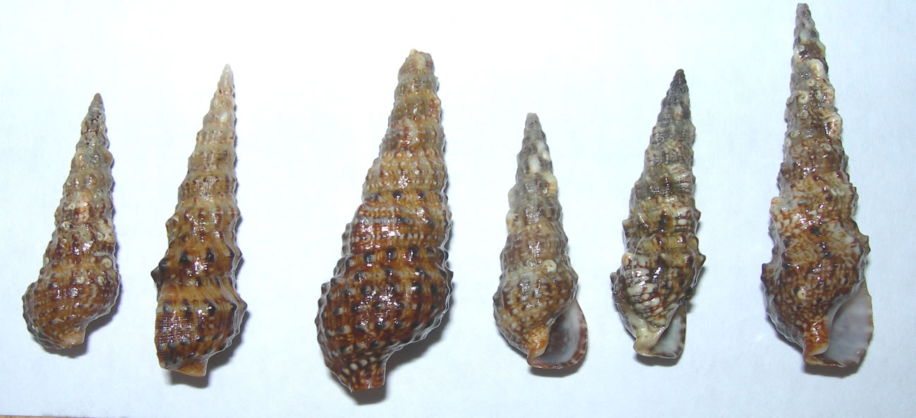Cerithium da Capraia